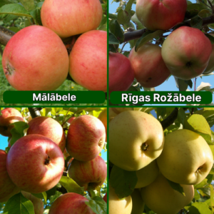 26/11 SA Mālābele + Rīgas Rožābele + Bumbierābele + Beržeņinku Ananāss