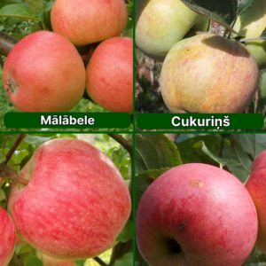 26/12 SA Mālābele + Cukuriņš + Doč Melbi + Auksis