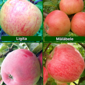 26/13 SA Ligita + Mālābele + Gita + Doč Melbi