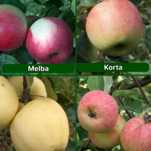 26/14 SA Melba + Korta + Baltais Dzidrais + Krapes Cukuriņš