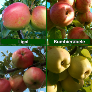 26/15 SA Ligol + Bumbierābele + Rīgas Rožābele + Beržeņinku Ananāss