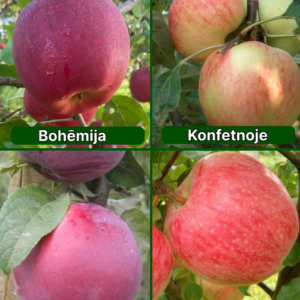 26/16 SA Bohēmija + Konfetnoje + Roberts + Doč Melbi