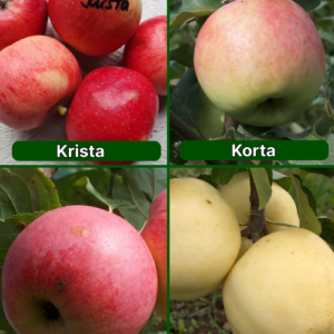 26/17 SA Krista + Korta + Auksis + Baltais Dzidrais