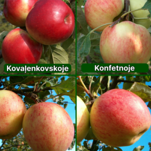 26/18 SA Kovaļenkovskoje + Konfetnoje + Tīna + Majoru Saldais