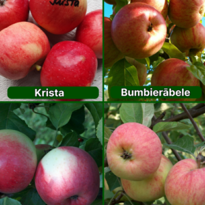 26/19 SA Krista + Bumbierābele + Melba + Krapes Cukuriņš