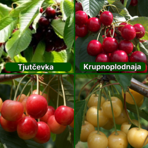 26/1 Tjutčevka + Krupnoplodnaja