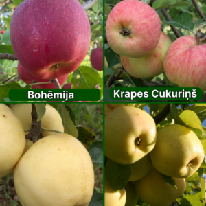 26/1 SA Bohēmija + Krapes Cukuriņš + Baltais Dzidrais + Beržeņinku Ananass