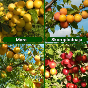 26/1 Mara + Skoroplodnaja + Alvis + Komēta