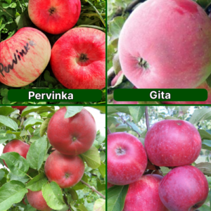 26/20 SA Pervinka + Gita + Dace + Spartan