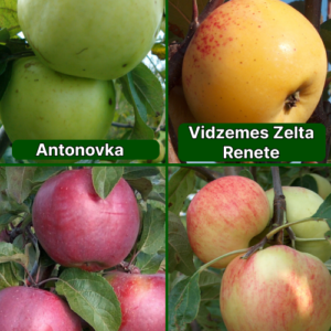 26/21 SA Antonovka + Vidzemes Zelta Renete + Antejs + Konfetnoje