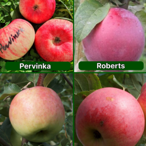 26/22 SA Pervinka + Roberts + Korta + Auksis