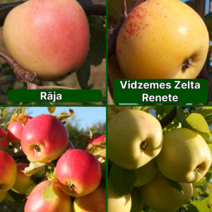 26/23 SA Rāja + Vidzemes Zelta Renete + Zarja Alatau + Beržeņinku Ananāss