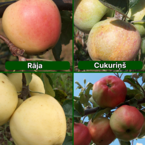 26/24 SA Rāja + Cukuriņš + Baltais Dzidrais + Rīgas Rožābele