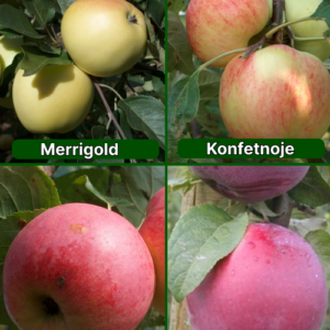 26/25 SA Merrigold + Konfetnoje + Auksis + Roberts