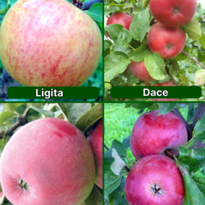 26/26 SA Ligita + Dace + Gita + Andris