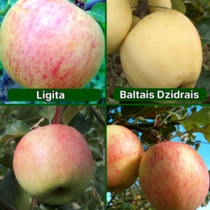 26/27 SA Ligita + Baltais Dzidrais + Korta + Tīna