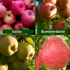 26/28 SA Edīte + Bumbierābele + Beržeņinku Ananāss + Doč Melbi