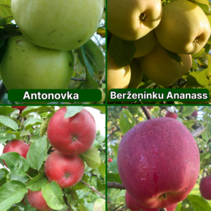 26/29 SA Antonovka + Beržeņinku Ananāss + Dace + Bohēmija