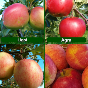 26/2 SA Ligol + Agra + Tīna + Rubīns