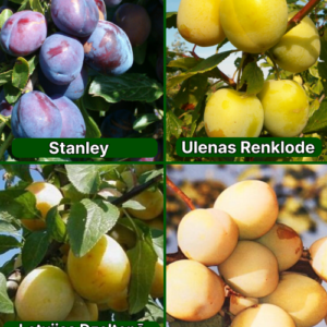 26/2 Stanley + Ulenas Renklode + Latvijas Dzeltenā Olplūme + Washington