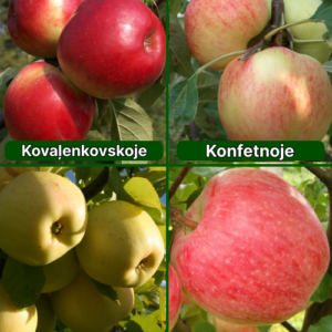 26/3 SA Kovaļenkovskoje + Konfetnoje + Beržeņinku Ananass + Doč Melbi