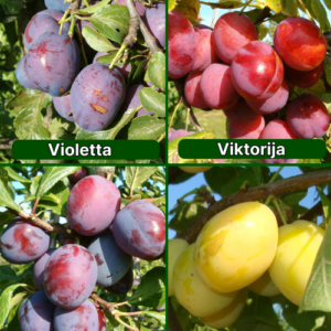 26/3 Violetta + Viktorija + Jubileum + Ance