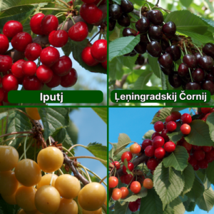 26/4 Iputj + Ļeņingradskij Čornij + Aleksandrs + Aija