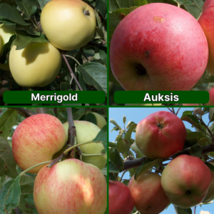 26/4 SA Merrigold + Auksis + Konfetnoje + Rīgas Rožābele