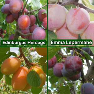 26/4 Edinburgas Hercogs + Emma Lepermane + Adelyn + Minjona