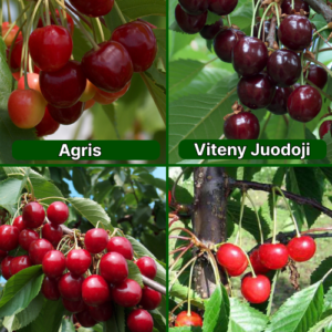 26/5 Agris + Vytenu Juodoji + Nord + Madissoni Rosa