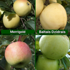 26/5 SA Merrigold + Baltais Dzidrais + Korta + Antonovka