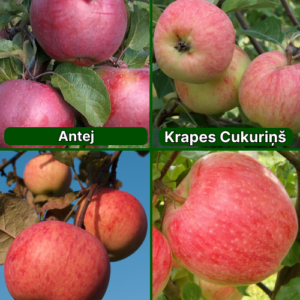 26/6 SA Antejs + Krapes Cukuriņš + Rudens Svītrainais + Doč Melbi