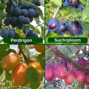 26/6 Perdrigon + Suhkruploom + Adelyn + Laine