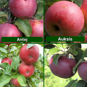 26/7 SA Antejs + Auksis + Dace + Lobo