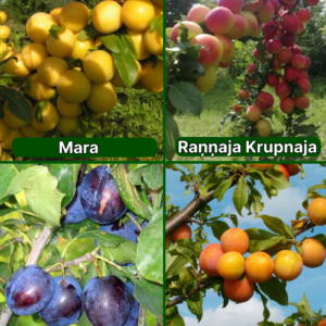 26/7 Mara + Raņņaja Krupnaja + Suhkruploom + Skoroplodnaja