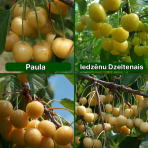 26/8 Paula + Iedzēnu Dzeltenais + Aleksandrs + Drogāna Dzeltenais