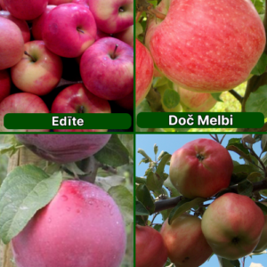 26/8 SA Edīte + Doč Melbi + Roberts + Rīgas Rožābele