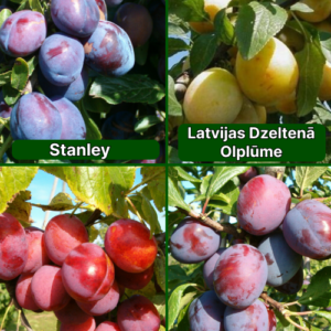 26/8 Stanley + Latvijas Dzeltenā Olplūme + Viktorija + Jubileum