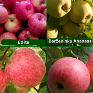 26/9 SA Edīte + Beržeņinku Ananāss + Doč Melbi + Auksis