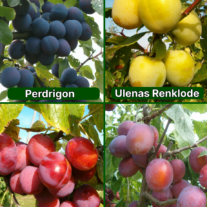 26/9 Perdrigon + Ulenas Renklode + Viktorija + Edinburgas Hercogs