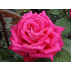 Roze 'Acapella®'