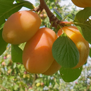 Plūme 'Adelyn' (Adele)