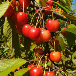 Saldais ķirsis 'Aelita'