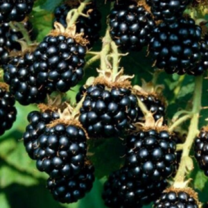 Blackberry 'Agavam'
