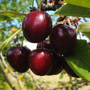 Saldais ķirsis 'Agila'