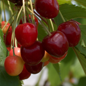 Saldais ķirsis 'Agris'