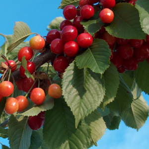 Saldais ķirsis 'Aija'