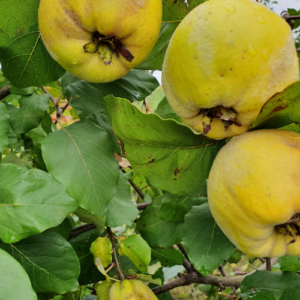 Quince 'Aiva'