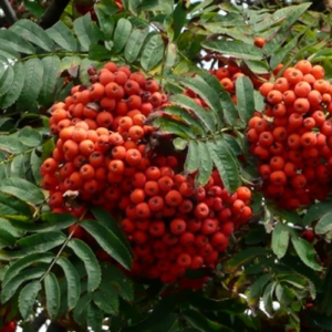 Pīlādzis 'Alaja Krupnaja'