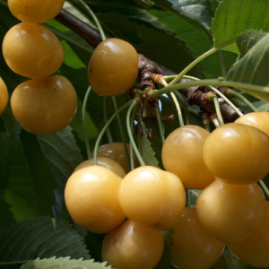 Saldais ķirsis 'Aleksandrs'